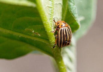 A bug is sitting on a leaf