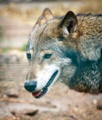 A wolf is looking at the camera with its mouth open