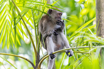 A long-tailed macaque, also known as a crab-eating macaque monkey ape, is seen perched among lush green foliage forest jungle