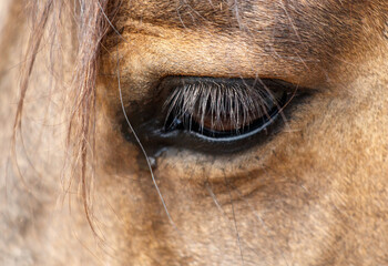 A close up of a horse's eye with a brownish tint