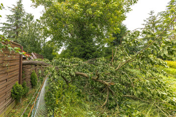 Broken fruit tree during a storm in the garden, lightning struck, ignited and broke a tree under the house, shattered fence,