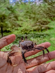 crab on the hand