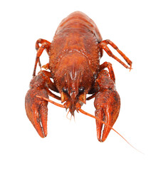 A close up of a large red crab