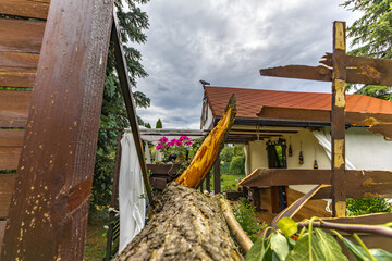 Broken fruit tree during a storm in the garden, lightning struck, ignited and broke a tree under...
