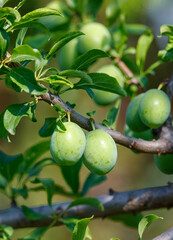 A tree with green leaves and green fruit hanging from it