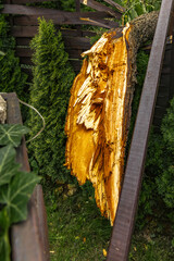 A tree broken by a strong wind, a burned spot on the tree where lightning struck during a storm, a...