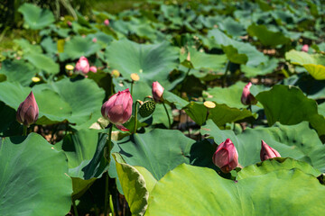 Blooming Lotuses and Leaves In Pond