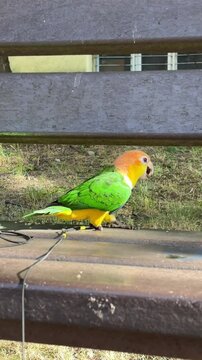 A tame white-bellied caique parrot sits on a leash on a bench and eats food directly from a human hand in the park.