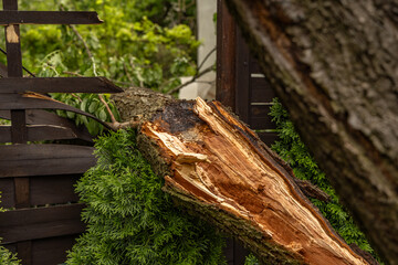 A tree broken by a strong wind, a burned spot on the tree where lightning struck during a storm, a close-up