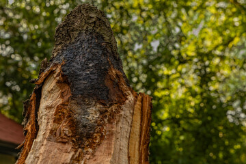 Charred tree after lightning strike during storm and wind storm, damage in garden and orchard