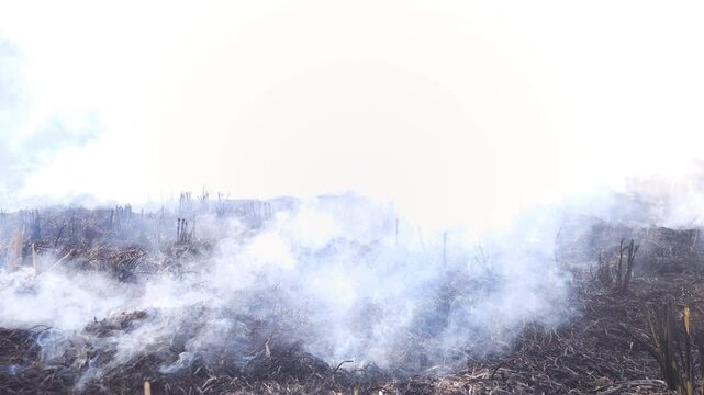 Stubble Burning in India( Parali burning), also known as stubble or straw burning, It significantly contributes to air pollution, releasing harmful gases and particulate matter into the atmosphere.