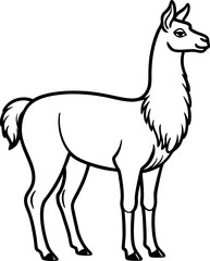 vector illustration of a llama