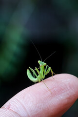 A bright green praying mantis on a black background. A baby green praying mantis is growing brightly in the rainy season, which is the season of new beginnings.