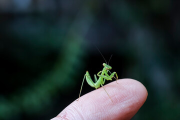 A bright green praying mantis on a black background. A baby green praying mantis is growing brightly in the rainy season, which is the season of new beginnings.