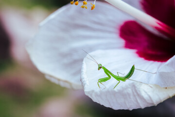 A bright green praying mantis on a white flower petal. The baby green praying mantis is growing brightly in the rainy season, which is the season of new beginnings.