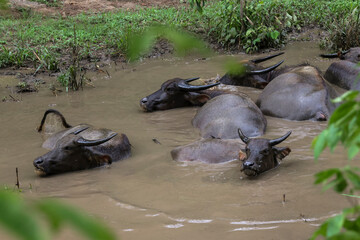 A herd of Thai buffaloes are relaxing in mud in a natural water source in the forest.