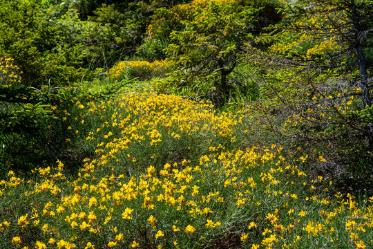 Des gen&ecirc;ts ou des lotus cornicul&eacute;s en montagne
