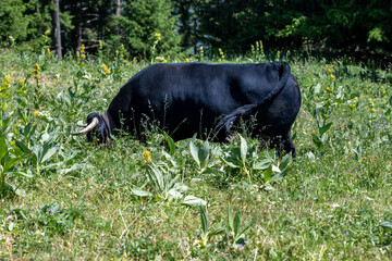 À l'alpage, une vache de la race d'Hérens est dans les prés, en train de brouter de l'herbe...