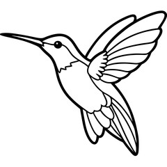 Delicate Xantus's Hummingbird Sketch Vector