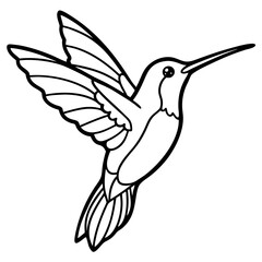 Delicate Xantus's Hummingbird Sketch Vector