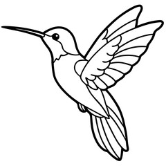 Delicate Xantus's Hummingbird Sketch Vector