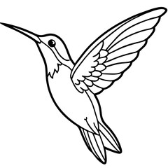 Delicate Xantus's Hummingbird Sketch Vector