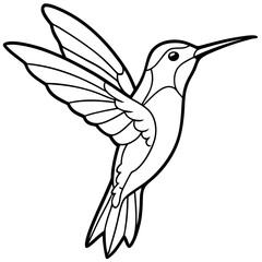 Delicate Xantus's Hummingbird Sketch Vector