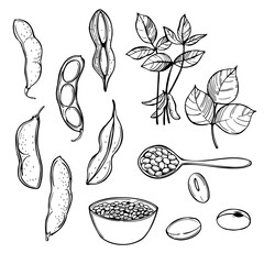 Hand-drawn soybeans. Vector sketch  illustration.