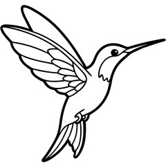 Delicate Xantus's Hummingbird Sketch Vector