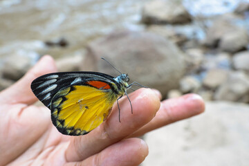 Poor butterfly, beautiful yellow butterfly, beautiful pattern on the finger, clear details of the butterfly, beautiful natural background, space for text.