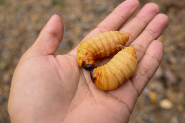 A fat weevil in the hands of a gardener. A beetle with various names: Red palm weevil, Red-stripes palm weevil, Asian palm weevil, Sago palm weevil.