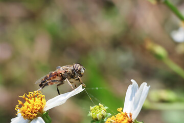 Eristalinus taeniops, a beautiful-eyed insect that flies around a white flower.