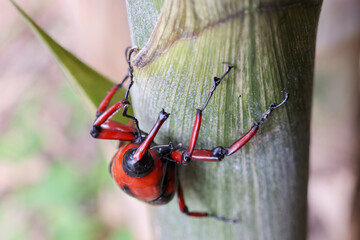 Red and black bamboo beetle with a long beak, perched on the top of a bamboo, natural background.