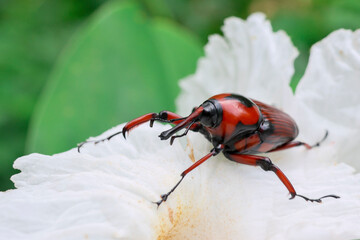 Red and black Bamboo Weevil on soft white flowers.