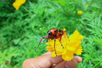 Red and black Bamboo Weevil on yellow flower, green background