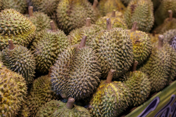 Plenty of Monthong durians at Chiang Mai Market, Thailand. Thai fruits from orchard owners are sold...