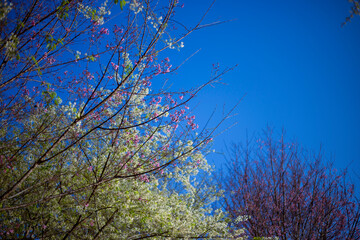 Wild Himalayan Cherry in soft pink and white, bright morning sky background. Cherry blossom in northern Thailand.