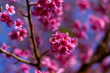 Soft FocusCherry blossom, pink color, cherry blossom bushes are growing and blooming in northern Thailand.