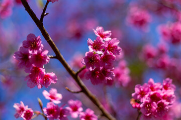 Soft FocusCherry blossom, pink color, cherry blossom bushes are growing and blooming in northern Thailand.