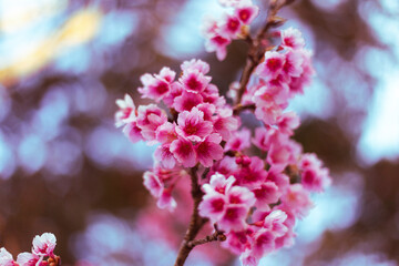 Cherry blossom, soft and gentle pink color, cherry blossom bushes are growing and blooming in northern Thailand.