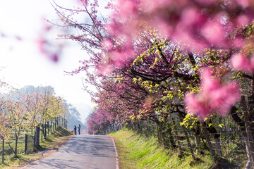 selective focus, bush of pink flowers on the roadside in Chiang Mai, pink color, Cherry blossom bushes are growing and blooming in northern Thailand.
