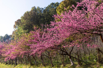 selective focus, bush of pink flowers on the roadside in Chiang Mai, pink color, Cherry blossom bushes are growing and blooming in northern Thailand.