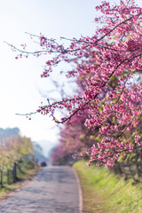 Vertical selective focus, bush of pink flowers looks full and beautiful. Soft FocusCherry blossom, pink color, blue sky background. Cherry blossom bushes are growing and blooming in northern Thailand.