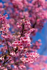 Vertical selective focus, bush of pink flowers looks full and beautiful. Soft FocusCherry blossom, pink color, blue sky background. Cherry blossom bushes are growing and blooming in northern Thailand.