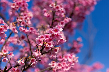 selective focus, bush of pink flowers looks full and beautiful. Soft FocusCherry blossom, pink color, blue sky background. Cherry blossom bushes are growing and blooming in northern Thailand.