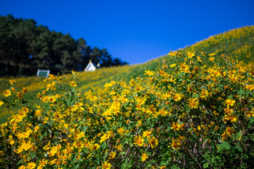 selective focus, yellow flower field on the mountain. landscape with clear sky. Sunflower field, Mae Hong Son, Thailand. Background image.