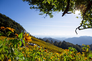 Landscape yellow flower field on the mountain. landscape with clear sky. Sunflower field, Mae Hong Son, Thailand. Background image.