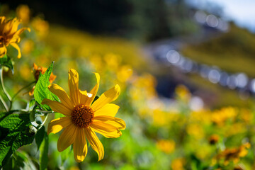selective focus, yellow flower field on the mountain. landscape with clear sky. Sunflower field, Mae Hong Son, Thailand. Background image.