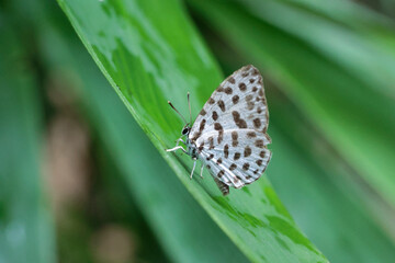 A white butterfly with black spots rests on a bright green bamboo leaf during the vibrant rainy season. A cute little butterfly.