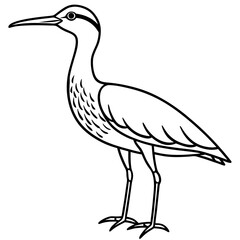 Elegant Whimbrel Outline Vector Design